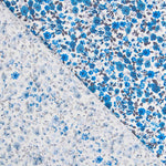 Algodón Flor Azules - Ribes y Casals