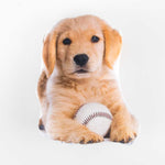 Cojín Puppie's Golden - Ribes y Casals