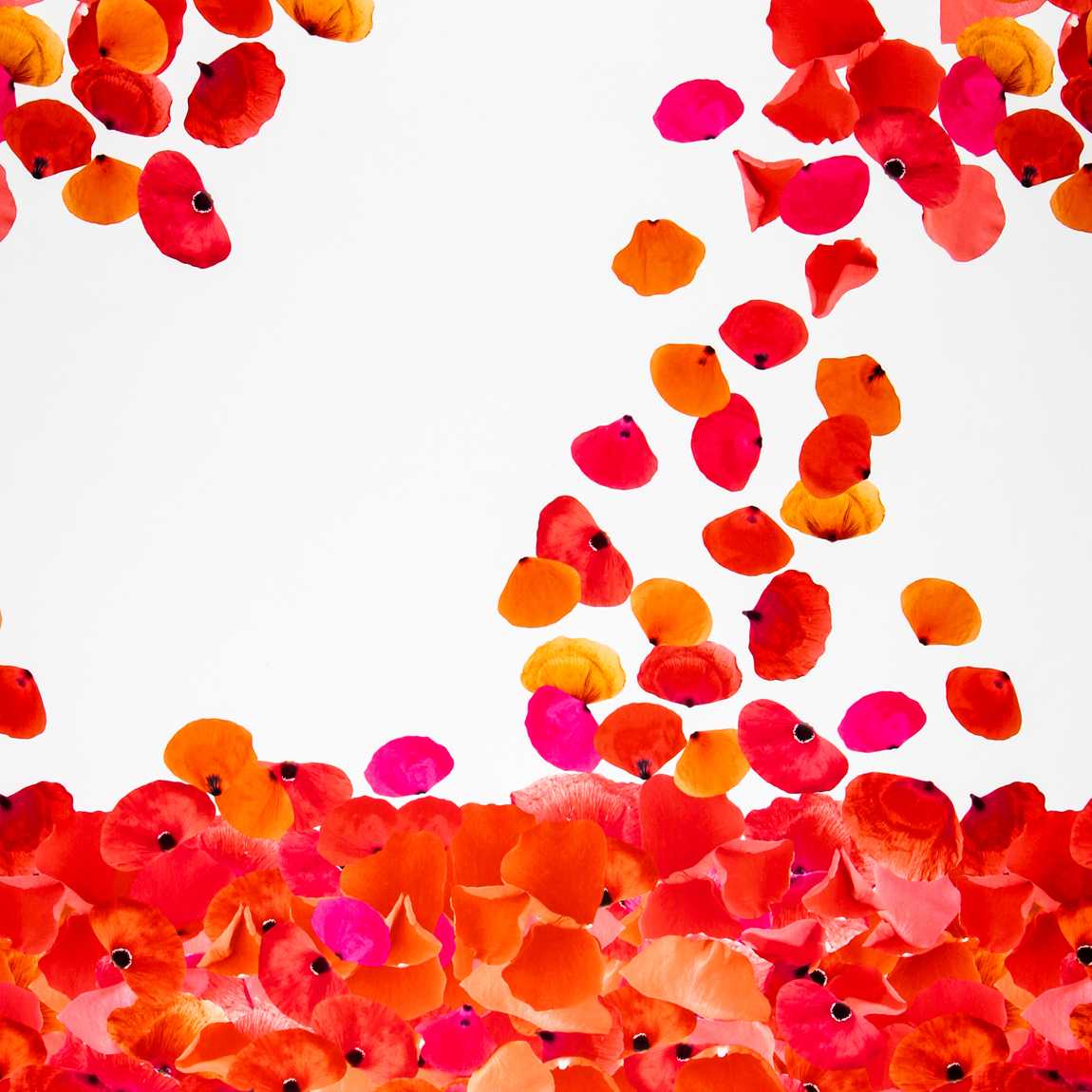 Fama Stretch Pétalos Roja - Ribes y Casals