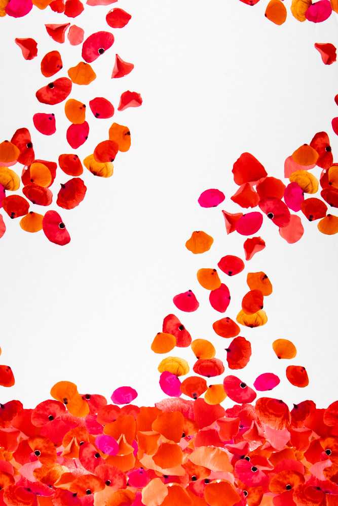 Fama Stretch Pétalos Roja - Ribes y Casals