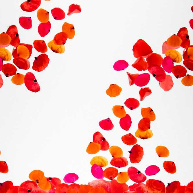 Fama Stretch Pétalos Roja - Ribes y Casals