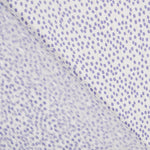 Gasa Lurex Lunares Malva - Ribes y Casals