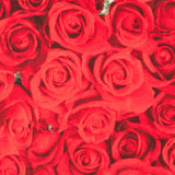 Loneta American Beauty - Ribes y Casals