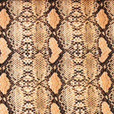 Sarga Algodón Snake - Ribes y Casals