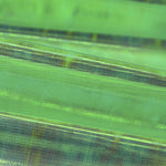 Tela Nácar Verde - Ribes y Casals